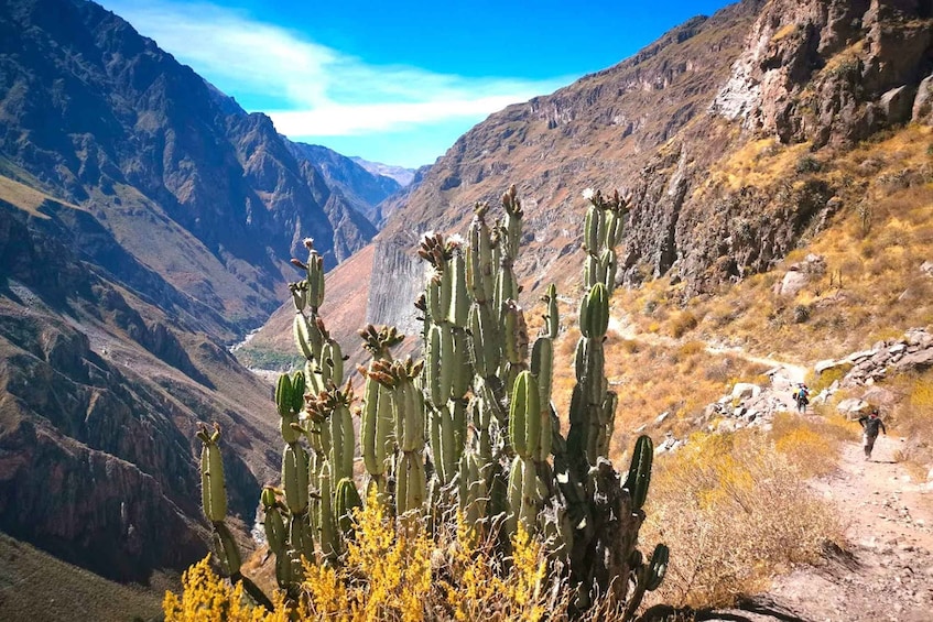Picture 1 for Activity Hike inside the Colca Canyon 2 DAYS with meals in Arequipa 3