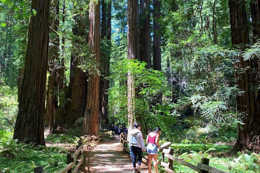 Une zone boisée avec de grands arbres, un sentier en bois et des personnes qui se promènent. 2