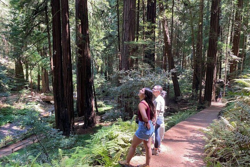 Walk among 600-year-old giants. A peaceful escape into California’s ancient coastal redwoods 1