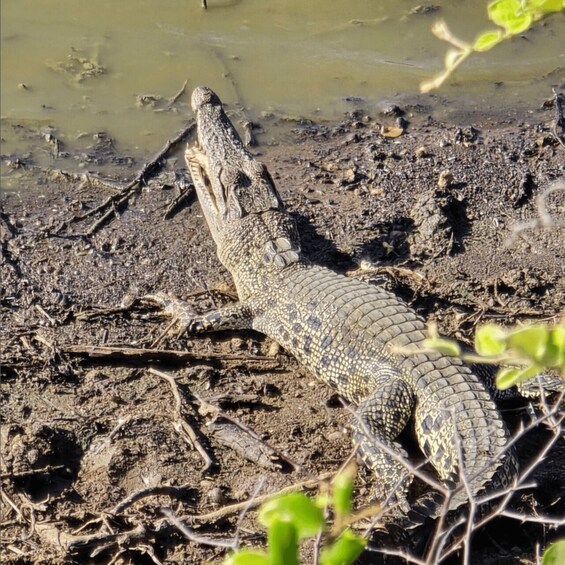 Picture 3 for Activity Yala National Park Jeep Safari: Leopards, Elephants & Wild 2