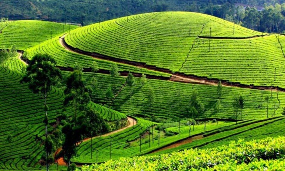 Picture 25 for Activity 9-Day Rwanda National Parks & Scenic Destinations 5