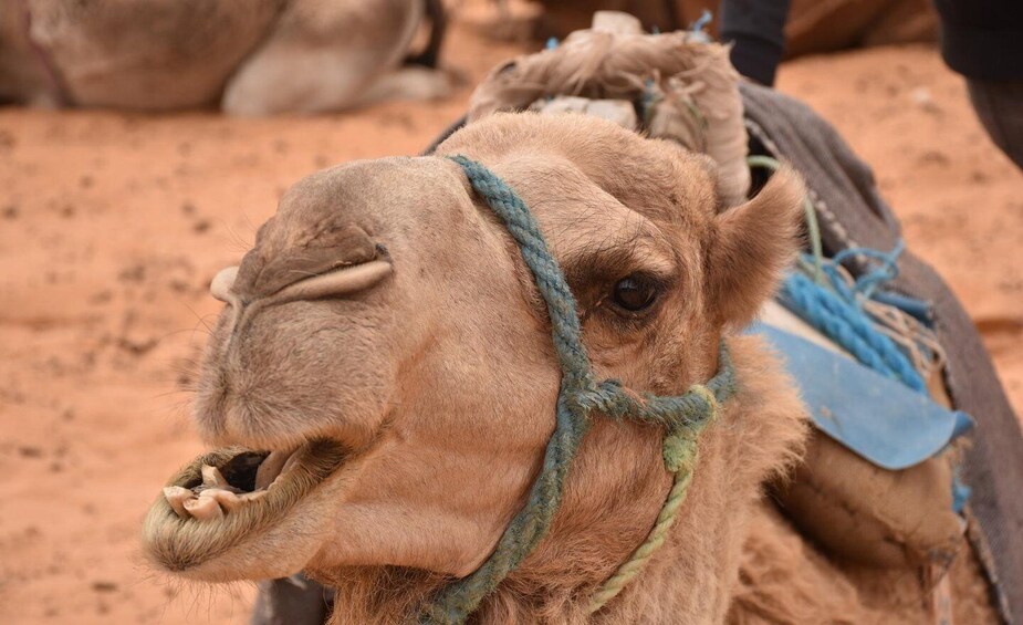 A camel with a blue saddle and rope harness. 5