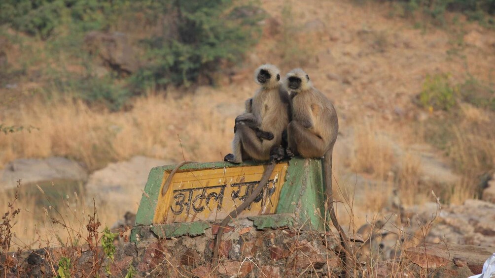 Two monkeys sitting on a weathered sign with Hindi text. 3