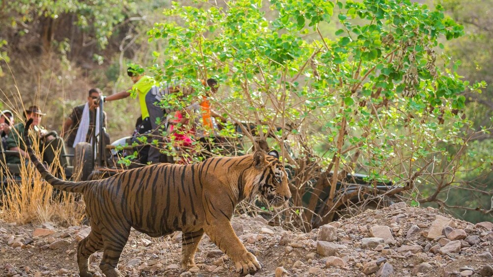 A tiger walking on rocky terrain with people observing in the background. 4