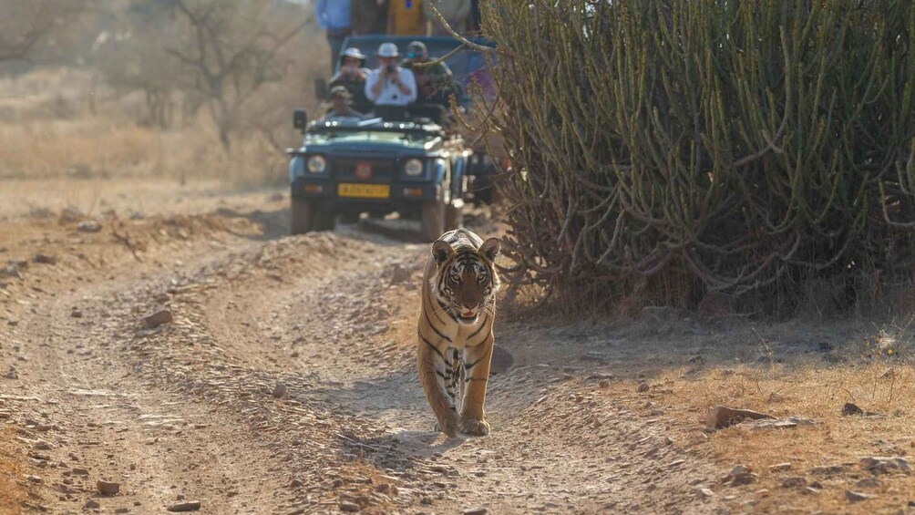 A tiger walking on a dirt road with a vehicle and people in the background. 1