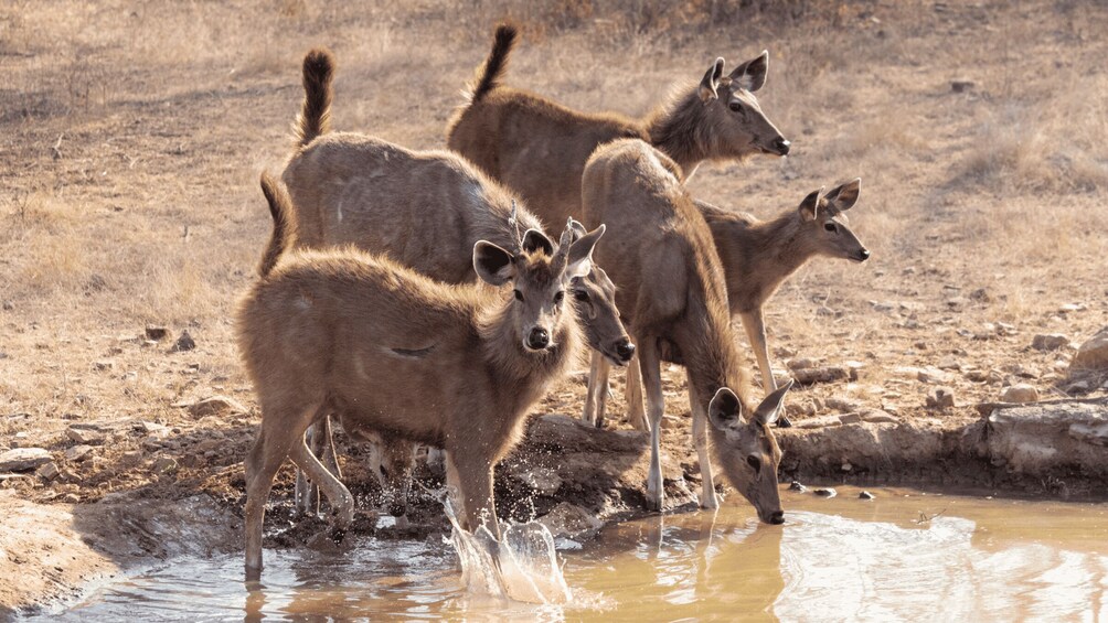 Three antelopes drinking water at a muddy waterhole in a dry, grassy landscape. 5
