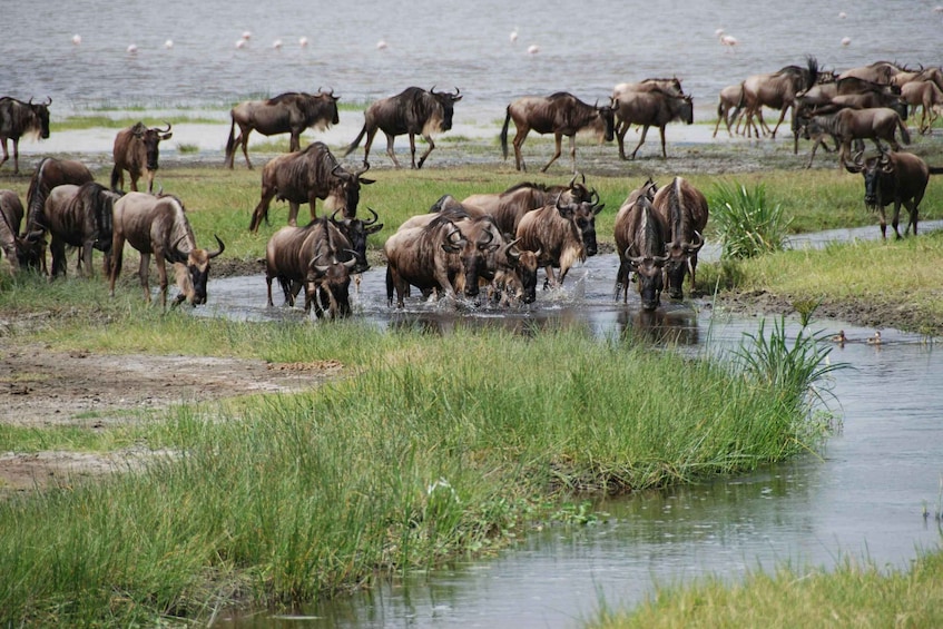 Picture 1 for Activity Zanzibar: 3-Day Honeymooners Luxury Fly-In Safari 3