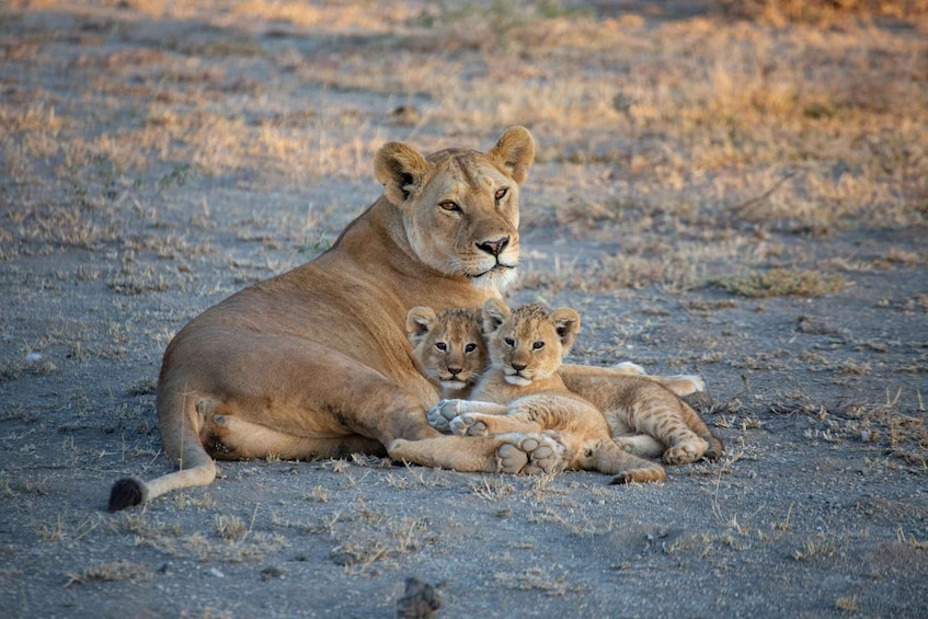 Zanzibar: 3-Day Honeymooners Luxury Fly-In Safari 1