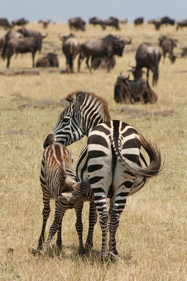 Picture 4 for Activity Zanzibar: 3-Day Honeymooners Luxury Fly-In Safari 2