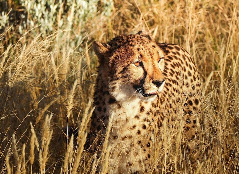 Picture 7 for Activity Zanzibar: 3-Day Honeymooners Luxury Fly-In Safari 4