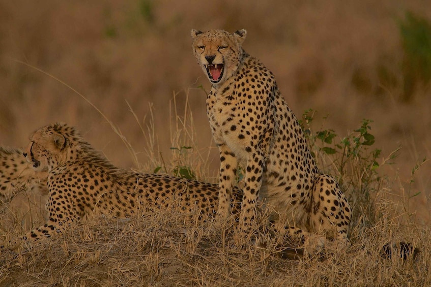 Picture 14 for Activity Zanzibar: 3-Day Honeymooners Luxury Fly-In Safari 5