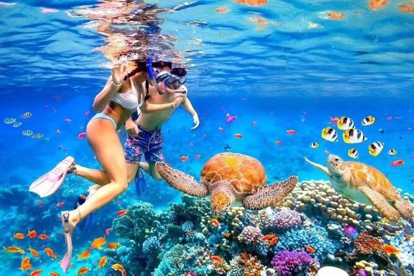 Due persone fanno snorkeling sott'acqua con tartarughe marine e pesci colorati. 1