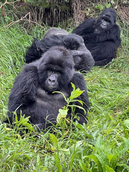 Two gorillas lying in a grassy area with dense vegetation in the background. 4