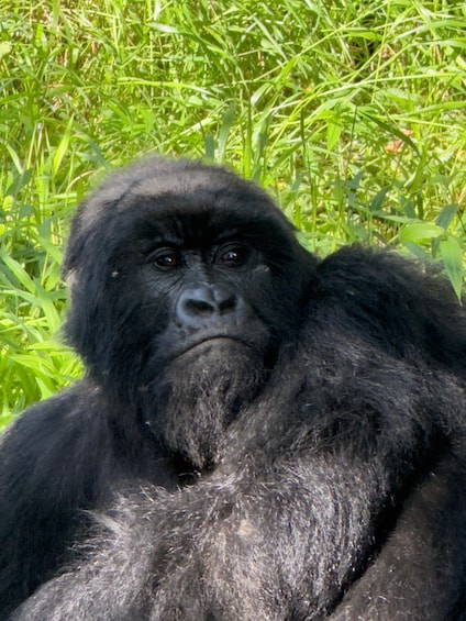 A gorilla sitting among green foliage. 2