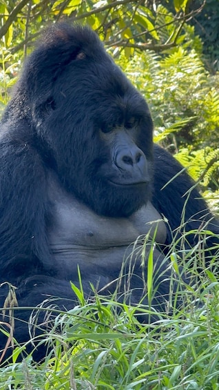 A gorilla sitting among green foliage. 5