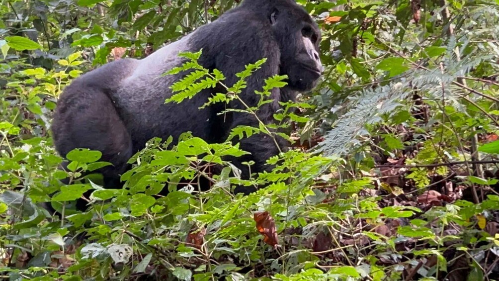 A gorilla in a dense forest with green foliage and a large rock. 1