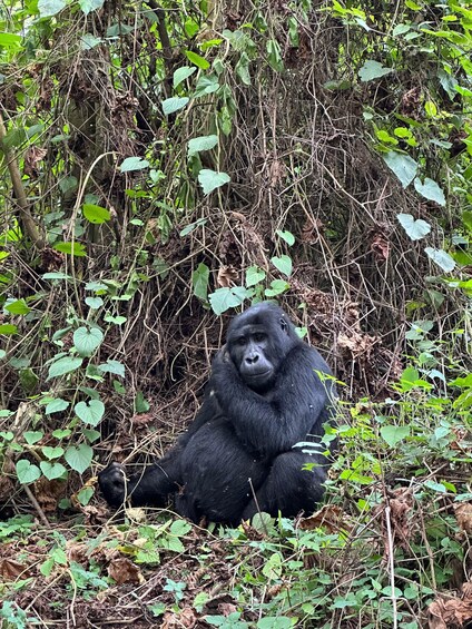 A gorilla sitting amidst dense foliage. 3