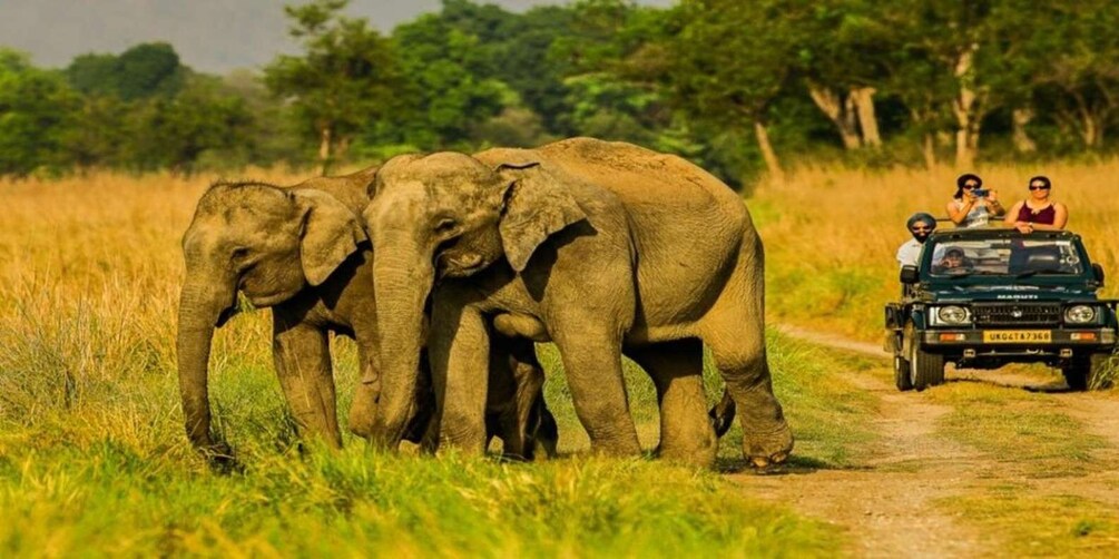 A safari vehicle with three elephants on a dirt path in a grassy savannah. 5