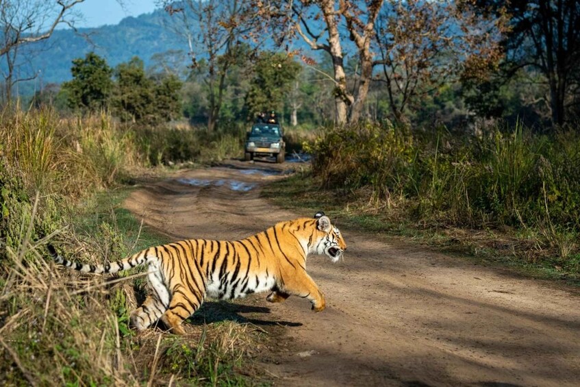 A tiger running on a dirt road with a vehicle in the background. 2