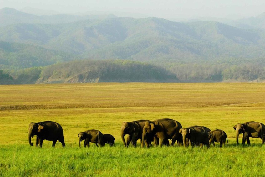 A herd of elephants in a grassy field with mountains in the background. 3