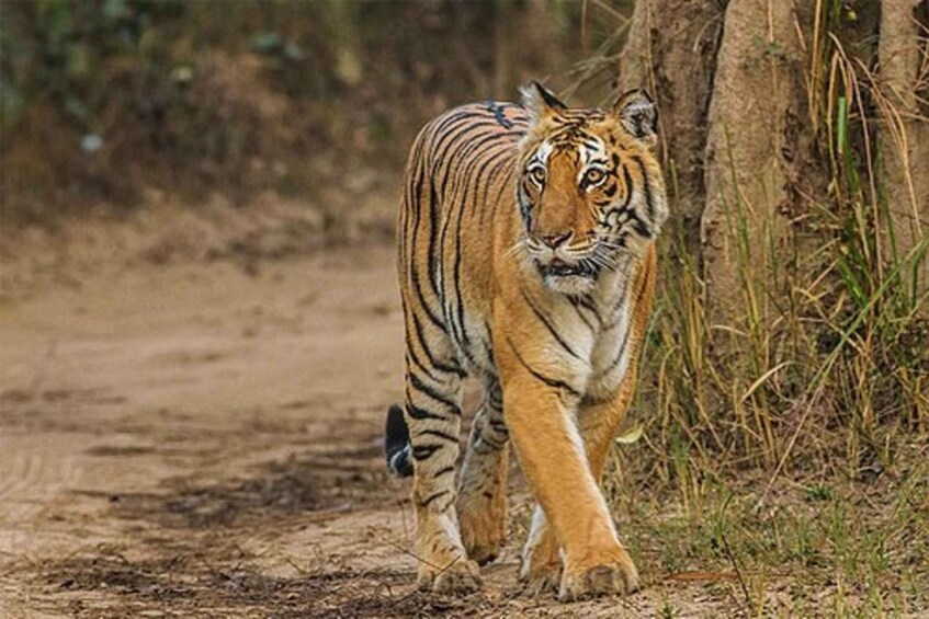 A tiger walking on a dirt path surrounded by grass and trees. 4