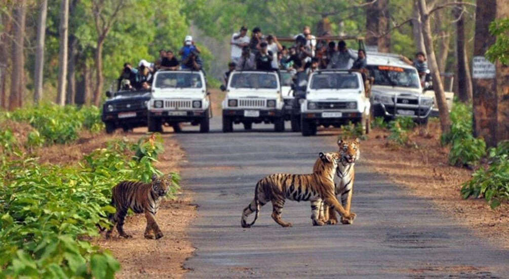Two tigers on a road with vehicles and people in the background. 1