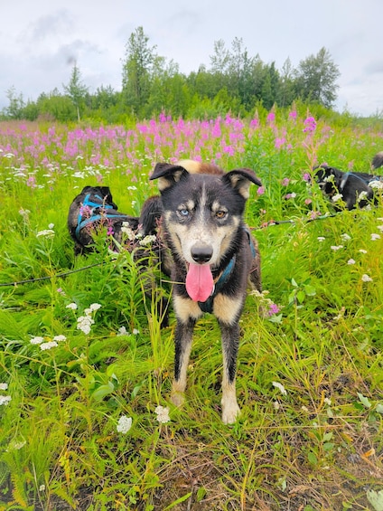 A dog with a blue harness in a field of wildflowers. 4