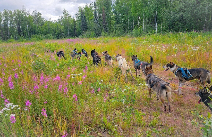 A group of dogs in a field with wildflowers and trees in the background. 2