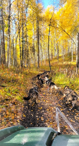 A group of dogs on a leash in a forest with yellow leaves. 3
