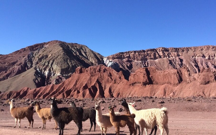 Picture 1 for Activity Rainbow Valley Tour + Petroglyphs (Yerbas Buenas) 2
