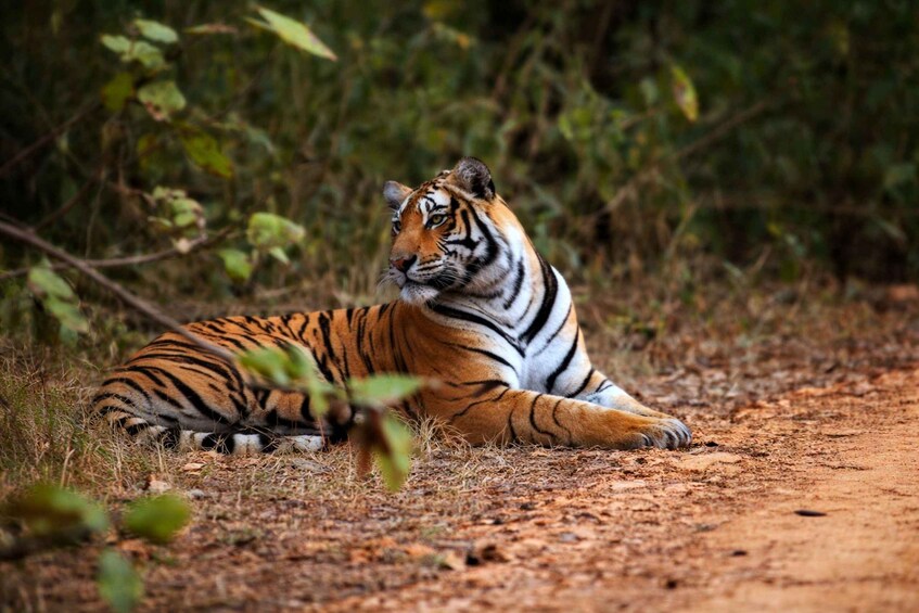 From sariska: Sariska National Park gypsy jungle safari 2