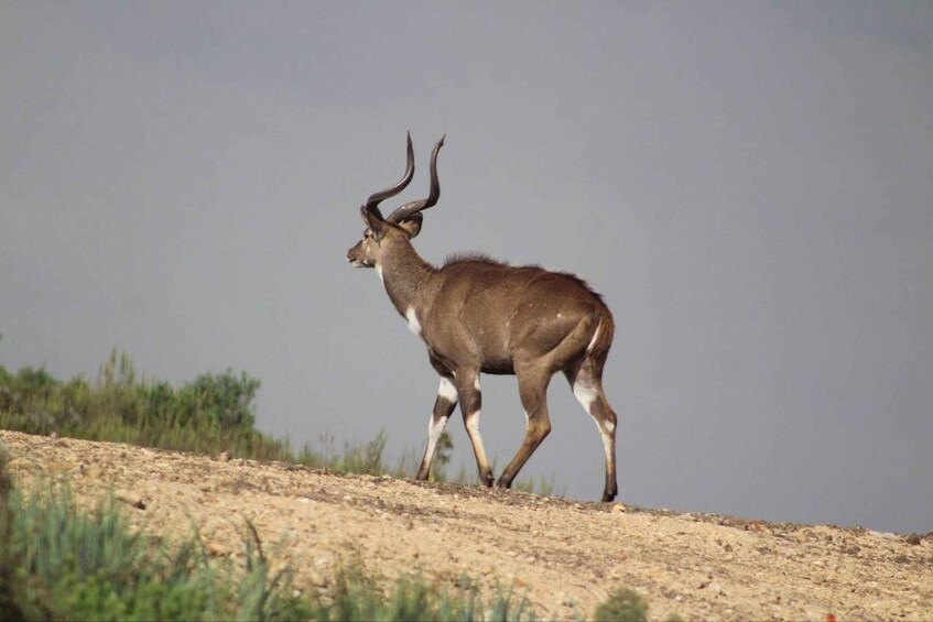 Addis Ababa: 6-Day Bale Mountains Adventure Trek 1