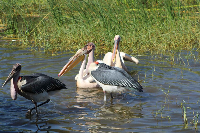 Picture 8 for Activity Addis Ababa: 6-Day Bale Mountains Adventure Trek 5