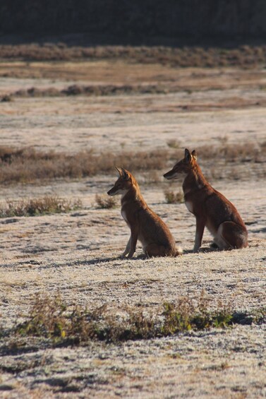 Picture 7 for Activity Addis Ababa: 6-Day Bale Mountains Adventure Trek 2