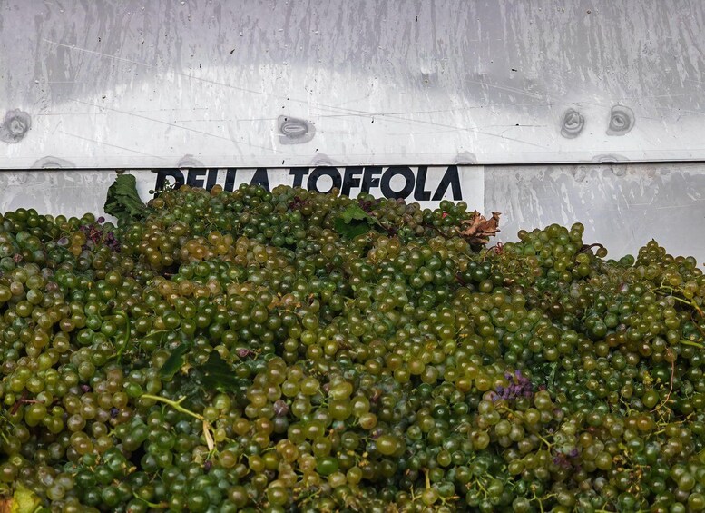 A pile of green grapes with a sign reading "DELLA TOFFOLA" in the background. 3
