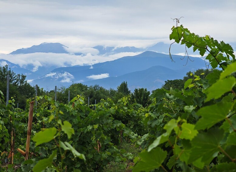 A vineyard with rows of grapevines and a mountainous landscape in the background. 2