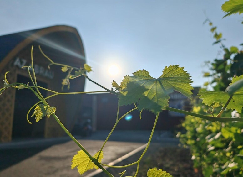 A vineyard with grapevines and a building in the background. 4