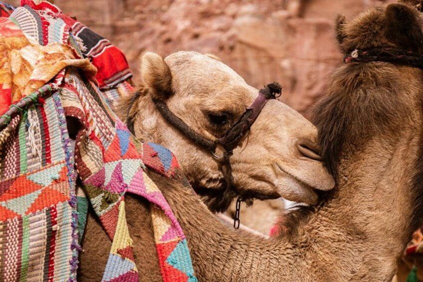 Jordan Explorer 4 days Tour Experience –Petra, Wadi Rum, Dead Sea 2