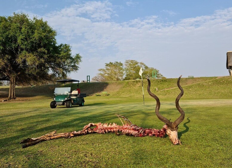 Picture 7 for Activity Multi-day Golf & Kruger Park Safari Tour from Johannesburg 4