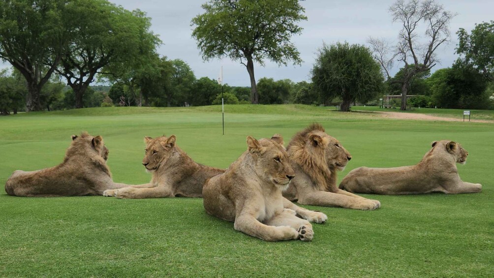 Picture 1 for Activity Multi-day Golf & Kruger Park Safari Tour from Johannesburg 3
