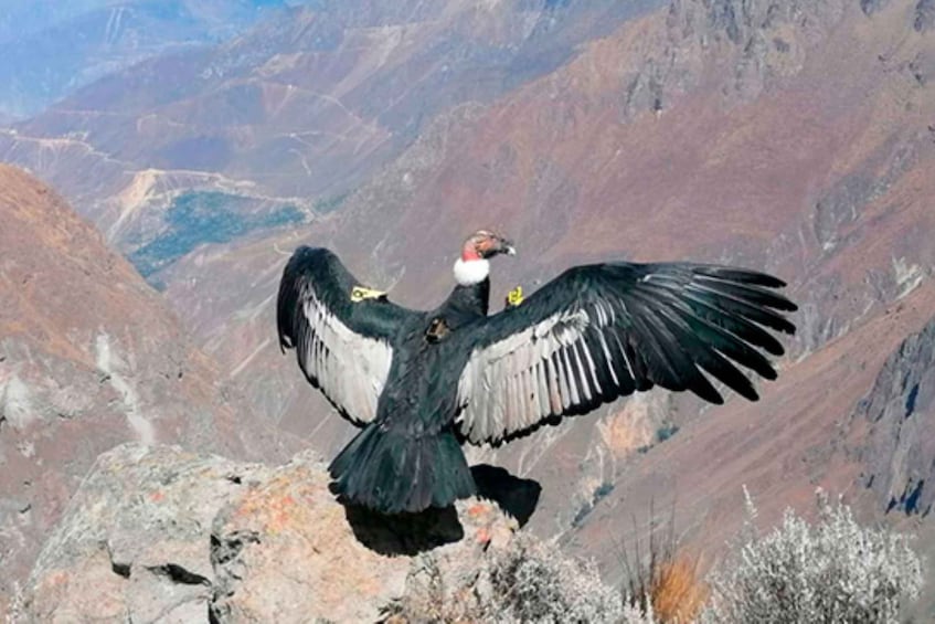 A bird of prey in flight over a mountainous landscape. 5