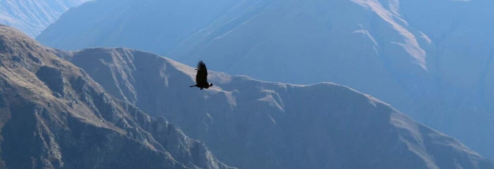 A bird flying over a mountainous landscape. 4