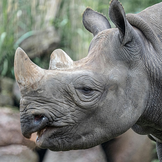 A close-up of a rhinoceros's face. 2