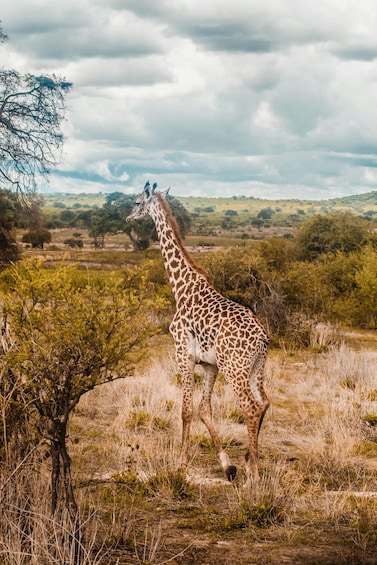 A giraffe standing in a grassy savannah with trees and hills in the background. 5