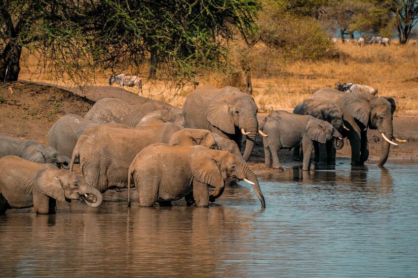 A herd of elephants drinking water at a riverbank. 1