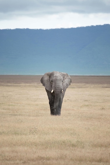 An elephant walking on a dry grassland with a mountain in the background. 4