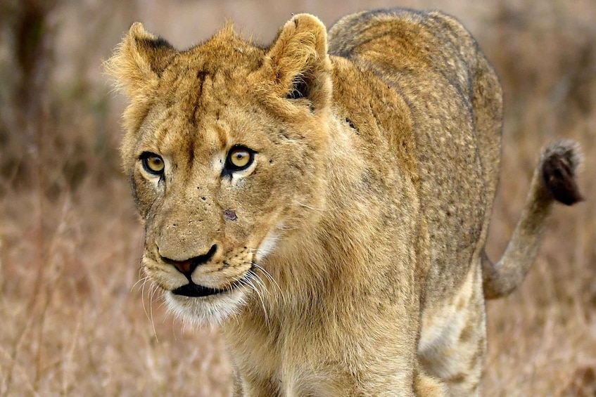 A lion walking in a grassy field. 3