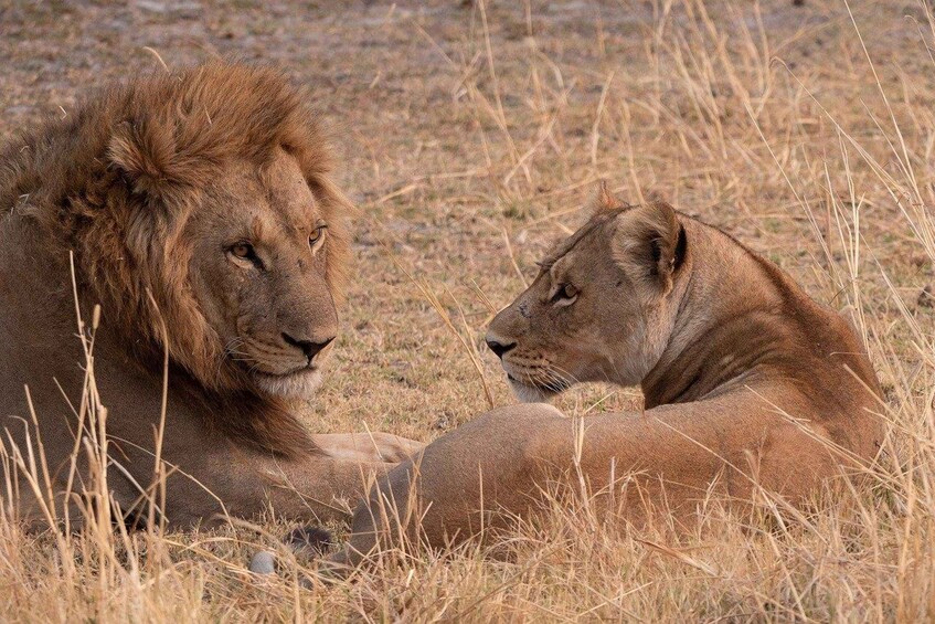 Two lions lying in tall grass. 3
