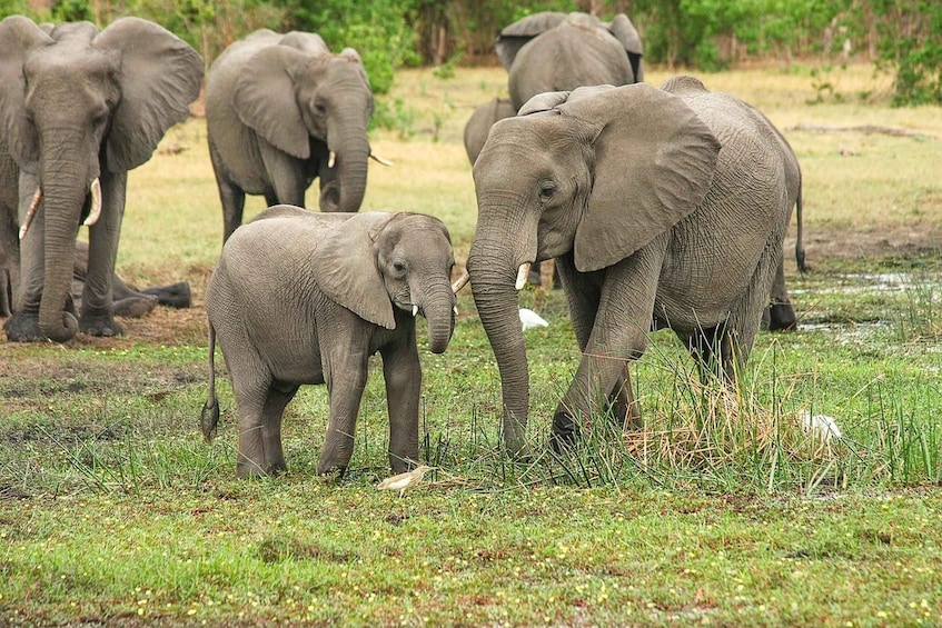 A herd of elephants in a grassy field. 1