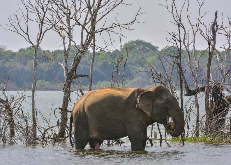 An elephant in water surrounded by trees. 2